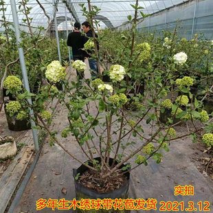 ����������ľ����������ͺ����Aľ���򭂻�����󻨶���ͥԺ����