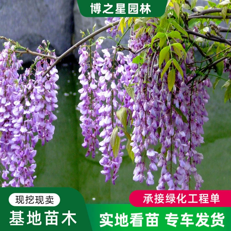 Разноцветковые саженцы глицинии оптом вьющиеся растения сад на крыше горшечные саженцы глицинии садовые Цветочные растения