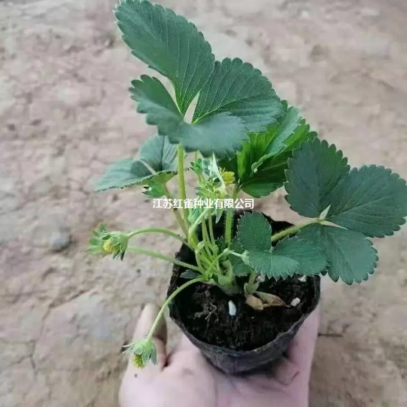 Рассада клубники Четыре сезона Съедобный балкон в горшке с горшком и почвой Крем Фруктовое дерево Плодовая рассада Посадка Результаты года на юге