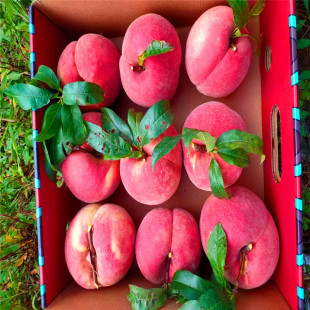 ������� �Ϸ��Ҙ�ՙn��Ʒ�N 11������Ʒ�N ��ѩ���Ҙ������l