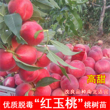 ����ˮ���Ҙ���޽��S�Ҙ��m�䮔��Y���Ϸ������Nֲ�Ҙ�����ȫ