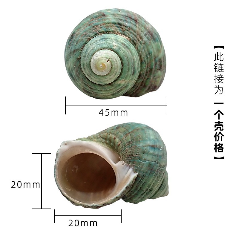 3-4cm 크랩에 적합한 x11 녹색 달팽이 껍질