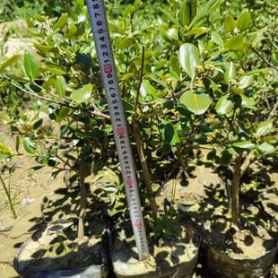 Base Wholesale, Self-Produced and Self-Sold White Bone Soil Seedlings, Complete Varieties, Scenic Landscaping Project Greening Seedlings