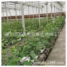 黑白種植袋 黃瓜草莓有機種植用生長袋 外白內黑基質袋