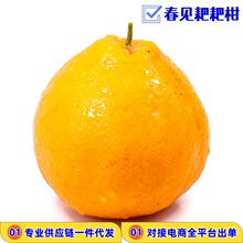 一件代发四川春见耙耙柑粑粑柑当季新鲜现摘水果供电商各大平台