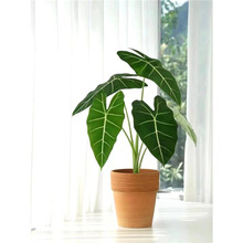 �G���Z�q����Ꭷֲ����~���̨�Gֲ�����k���҃����^�~ֲ��