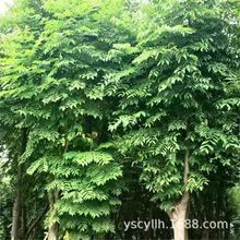 ����Sɽ���ȫ���~������l5-300����