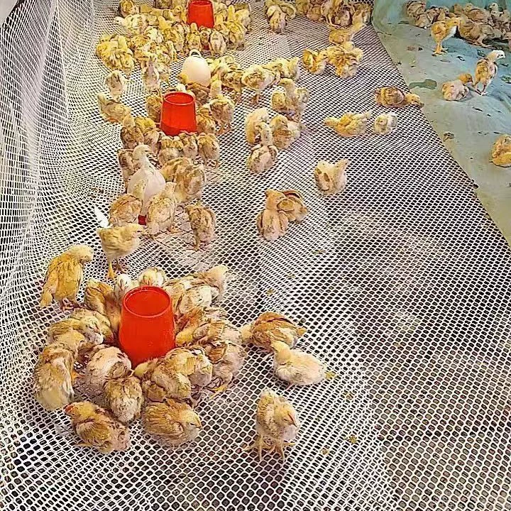 Пластиковая плоская сетка для разведения кур, уток и гусей, профессиональное производство защитного забора, пластиковая защитная сетка для выращивания цыплят, сетка для защиты от протечек фекалий.