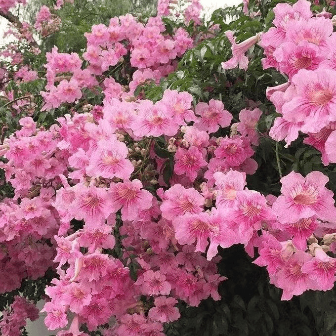 SKU_10_樱花粉200粒_优质新种2包送催芽肥料