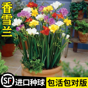 Amaryllis Bulbs, Double-Flowered Freesias, Easy to Grow, Ornamental Flower Pots, Flower Plant Seeds, Large Bulbs