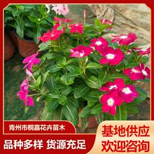 ���ݹ��������L����ɽ�|�ݻ� ͥԺ�������L������ľ����