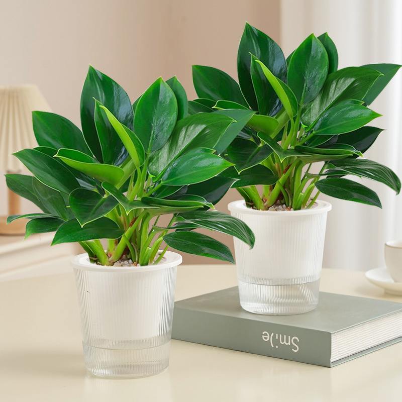 [화분 2개 특가] 골든다이아몬드 20cm 3그루(광조화분) + 영양액