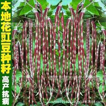 花豹长豆角豇豆种子花豆角红白豇豆四季易播庭院蔬菜爬藤种子大全