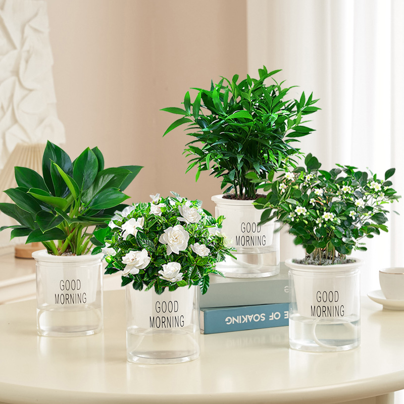 [특별 제공 녹색 식물] 골든 다이아몬드 + 치자나무 + 구리향 + 대나무와 편백나무(좋은 아침 분지) + 영양액