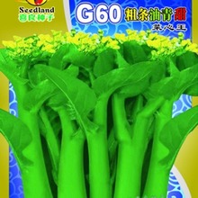 好阳光蔬菜种子G60粗条油青甜菜心基地田园阳台400克内有20小包