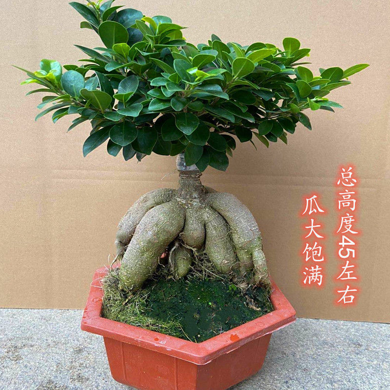 人参榕小叶榕树S造型八字型盆景室内阳台植物地瓜榕老桩易养四季