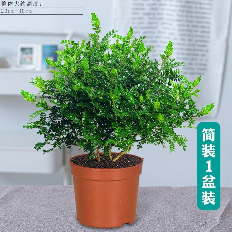 향목6년근모종(오리지널소일볼) + 영양액