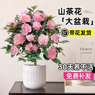 �軨��������ɽ�軨���绨�ڎ����܎�������ɫ�൤�҃��̨�Gֲ��