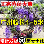 紫藤花树苗爬藤庭院植物阳台围墙长穗多花藤蔓紫藤萝耐寒四季花卉
