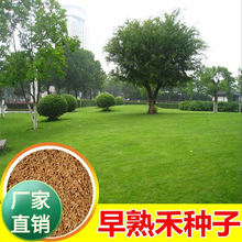 草坪种子草种籽矮生四季常青庭院别墅绿化草籽种早熟禾草籽耐寒旱
