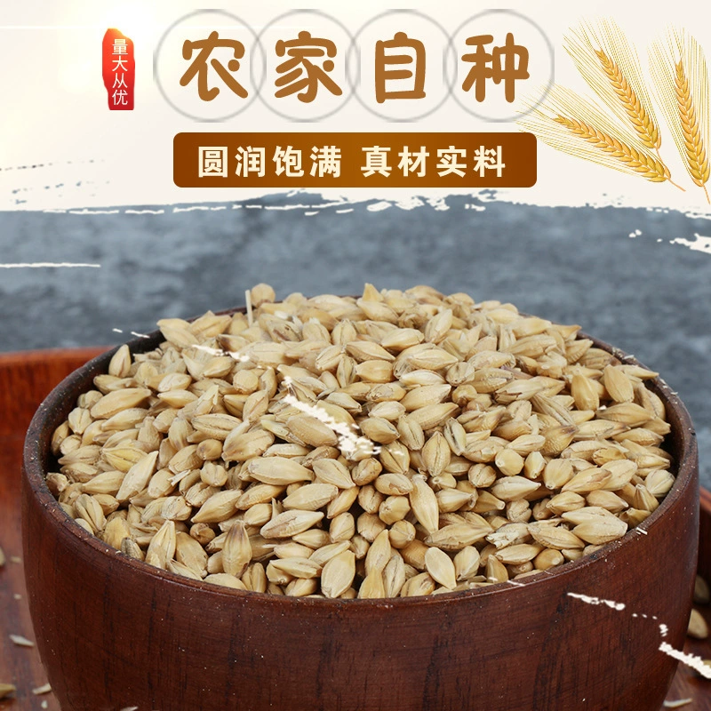 Ячмень для ячменного чая