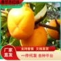 南方地栽嫁接庭院果树苗