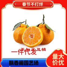 早熟黄岩无核蜜桔苗嫁接桔子树苗甜橘子黄岩蜜桔果树苗当年结果树