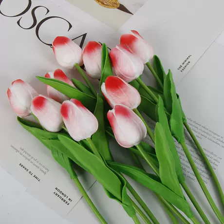 Rose Red with white background