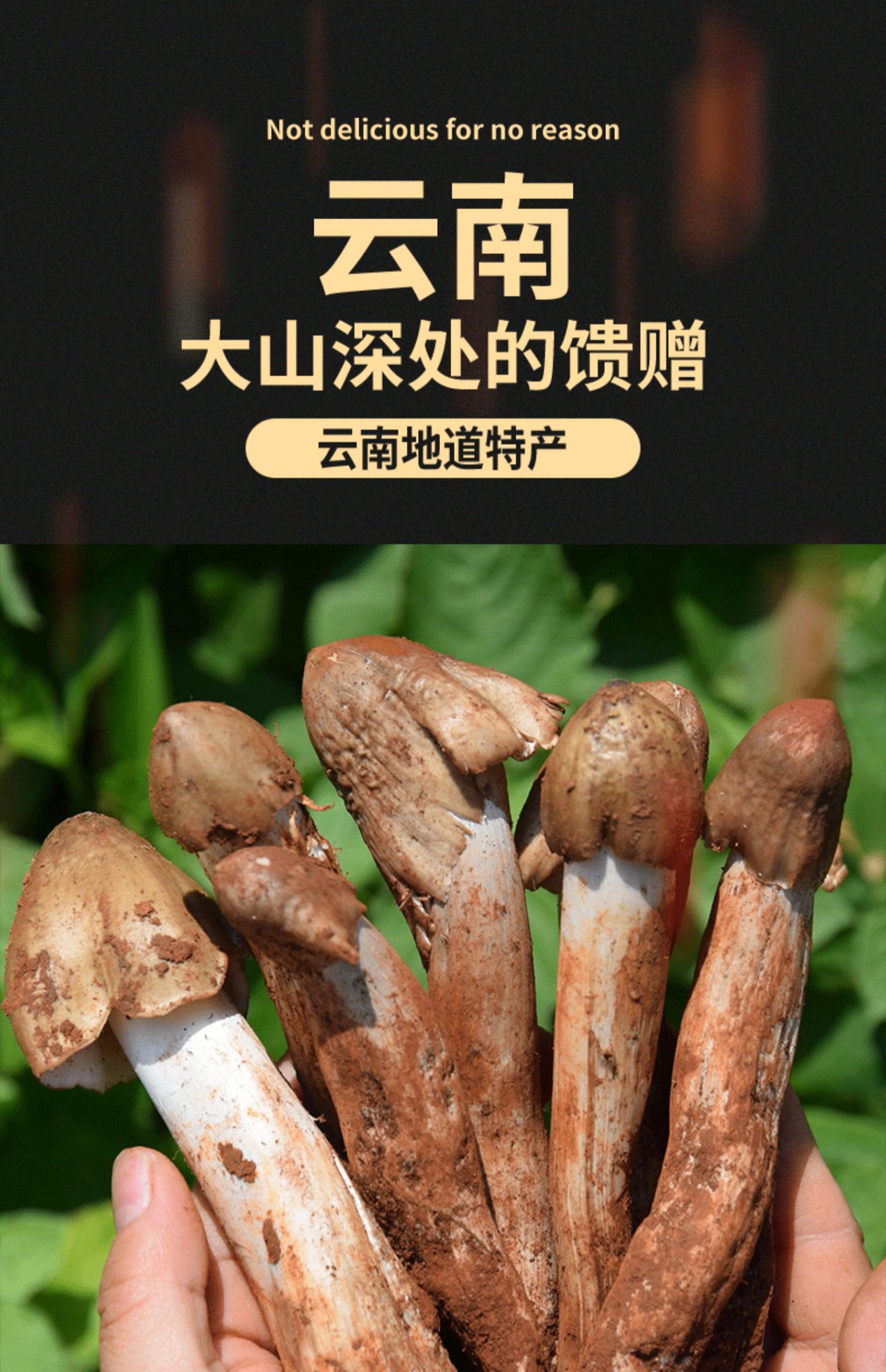 农科院即食鸡枞菌松茸菌牛肝菌袋装云南特产山珍菌类零食小吃下饭-阿里巴巴