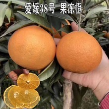 新品种早熟爱媛38号果冻橙树苗嫁接苗杂柑橘子树柑橘树苗南方种植