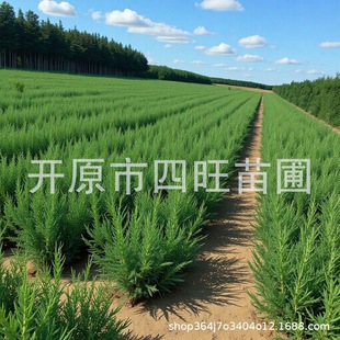 �|���|�����������ͺ��u���� 䁵ذ� �Ȱ؈A�� ɳ�ذر���