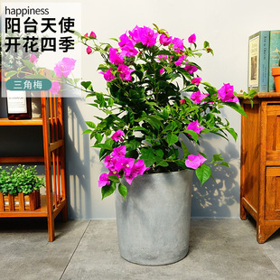 Bougainvillea Potted Plants with Flowers Shipped for All Seasons Brazilian Bougainvillea Florals Large Potted Outdoor Green Plants