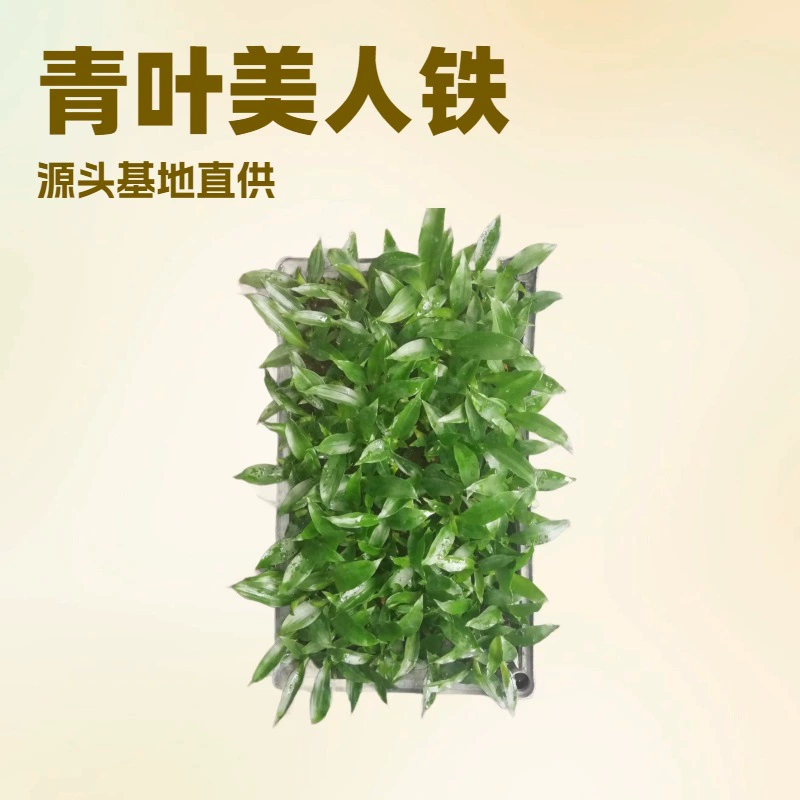 Производители напрямую поставляют оптом большие партии комнатных растений в горшках, саженцы зеленолистого железного дерева, декоративные растения для офиса.