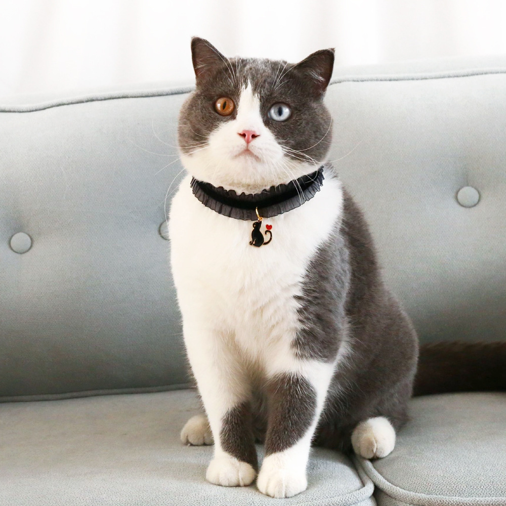 Pet veludo estrella gato elástico ajustable collar de encaje gato perro collar de encaje accesorios de comercio exterior