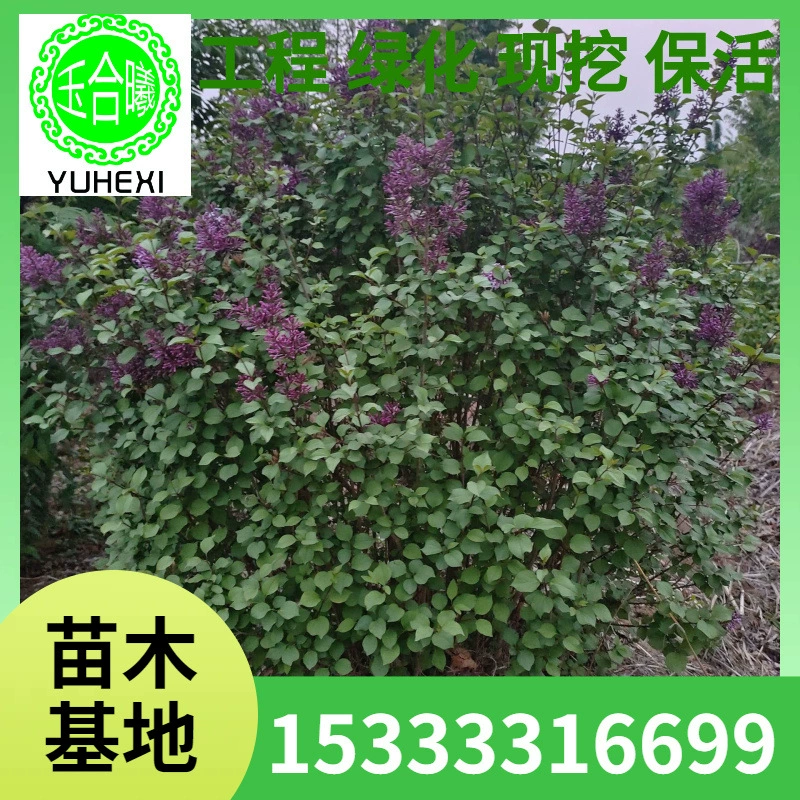 Маленькие сиреневые шары, большие кучи сиреневых шаров, четырехсезонные сиреневые живые изгороди, шары для зеленения склонов, уличные деревья.