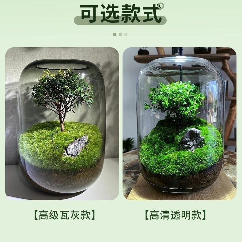 生命之树生态瓶创意微景观桌面盆栽办公室绿植成品盆景好养活青苔|undefined