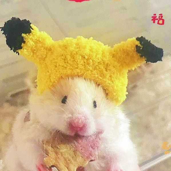 新品仓鼠金丝熊帽子仓鼠衣服宠物头饰帽子蜜袋花枝包包荷兰猪批发|undefined