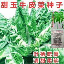 厚皮菜种子青梗大叶牛皮菜四季播大田高产甜菜籽根达菜籽猪肚菜种