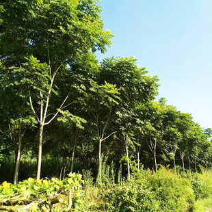 �����Sɽ�������G��������l���̈@�ֆ�ľ�е�ͥԺ�Sɽ�����