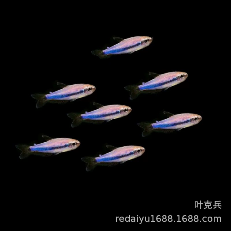 Тропические декоративные рыбы оптом синий Король светло-синий Король свет небольшая группа Плавание Рыба Трава Аквариум рыба жизнь