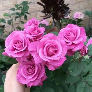 һ�����l���I����һ �I��������ڤ�����̨�����ļ��_���̨ͥԺ