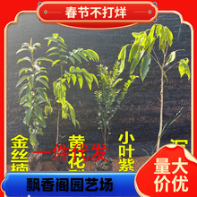 һlFľzľ骳ϡС~̴S