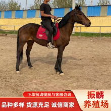 �T���RƷ�N ��Ѫ�R �ɹ��R�R�x ����ό��������R ��ͥ�T���R����