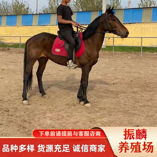 �T���RƷ�N ��Ѫ�R �ɹ��R�R�x ����ό��������R ��ͥ�T���R����