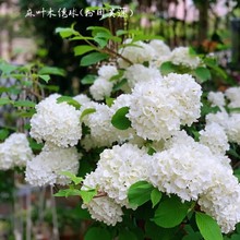 ���~�������Aľ���������������ձ�ѩ���v�oͥԺ�󻨶������ľ