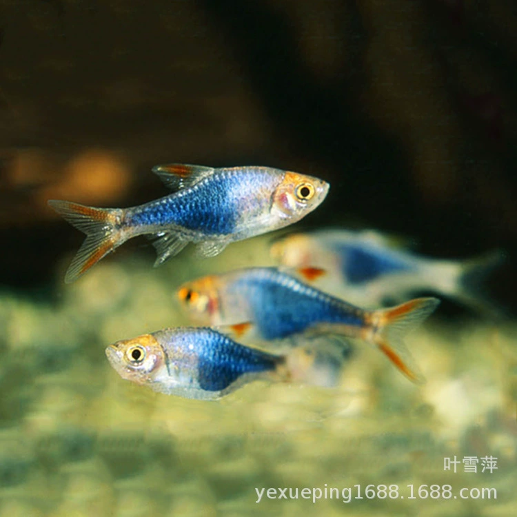 Фиолетовый треугольник лампа рыба живая фиолетовое пламя треугольная лампа рыба Маленькая группа рыба тропическая рыба декоративные рыбы рыболовная ферма оптом