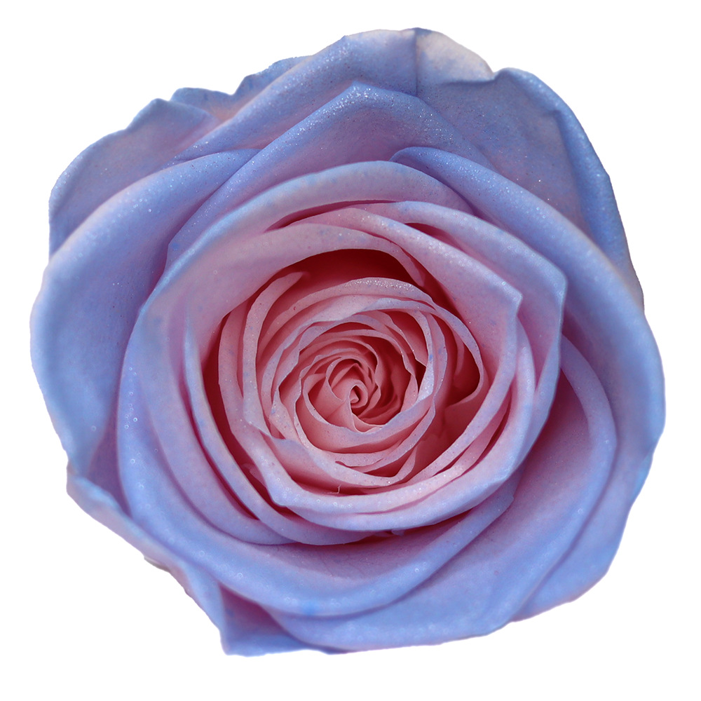 Rosa degradada eterna A+ con efecto degradado de color azul hielo, rosa seca triturada, flor preservada, fabricante de Yunnan, venta al por mayor.