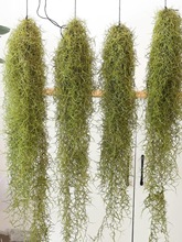 空气凤梨无土植物松萝老人须室内壁挂垂吊吸甲醛空气花草绿植植物