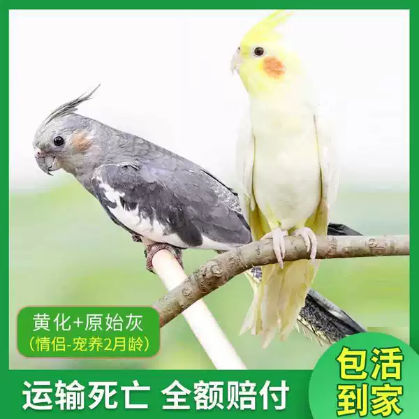 Huanghua+primitive gray (cage in February)