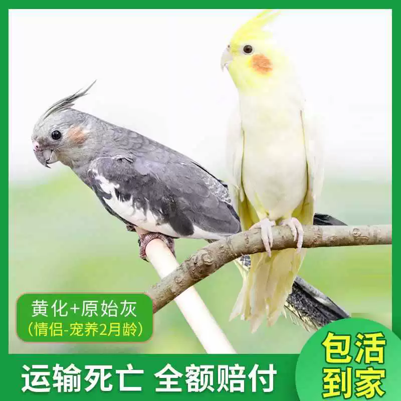 Попугай Xuanfeng для содержания и тренировок, обучение речи, домашний питомец, пара птиц может содержаться вместе